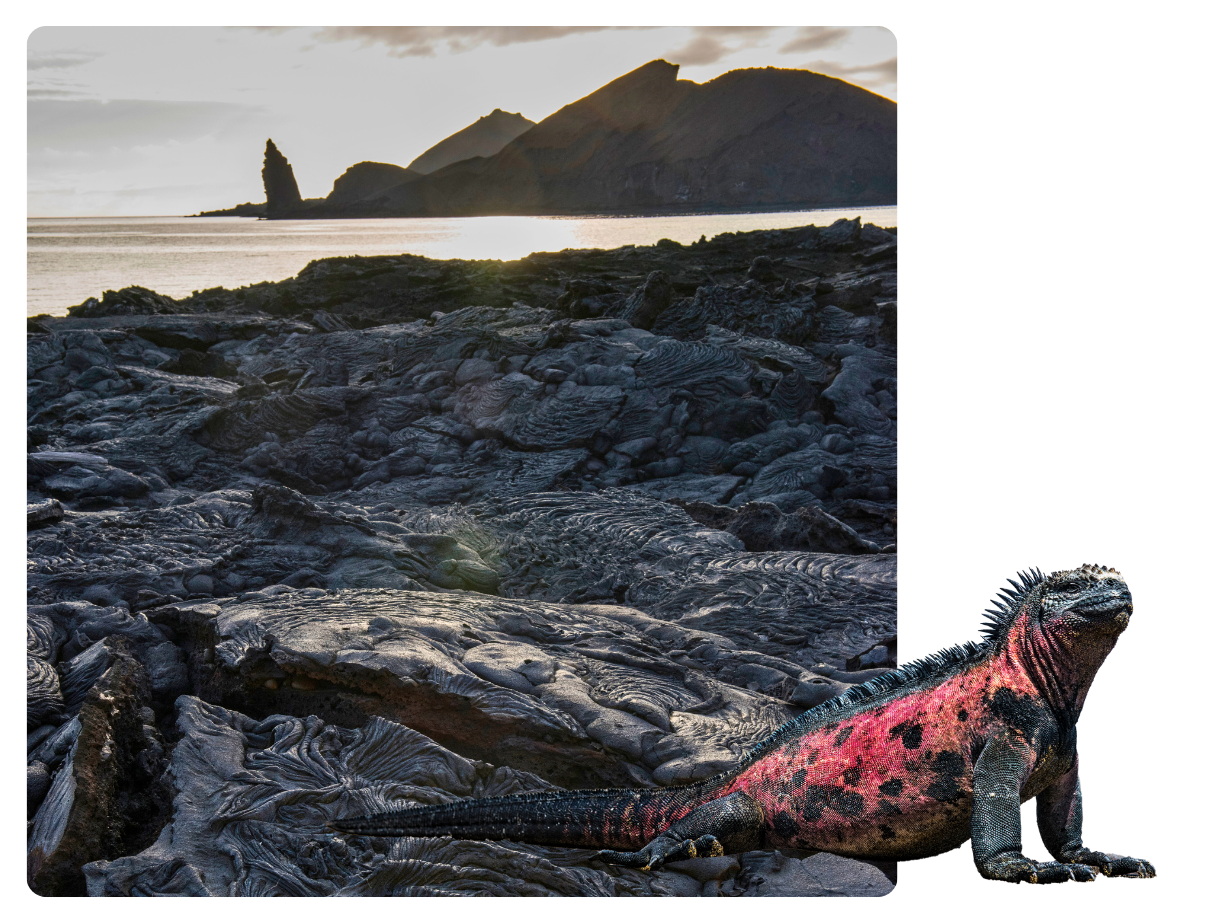 Sullivan Bay at Santiago Island, Galapagos Island: A marine iguana at the Sullivan Bay