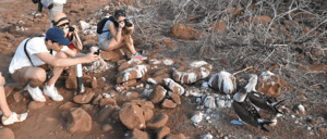 North Seymour in Galapagos Islands with tourist looking a seagull and others seabirds