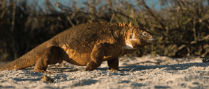 A land iguana at the North Seymouyr Island