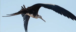 NewWeb-HB-islas-Seymour-fragatebird-Gallery