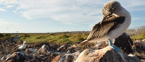North Seymour in Galapagos Islands view of the blue footed boobie dance
