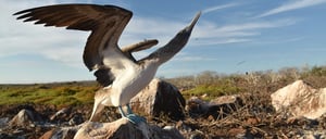 North Seymour in Galapagos Islands view of the blue footed boobie dance