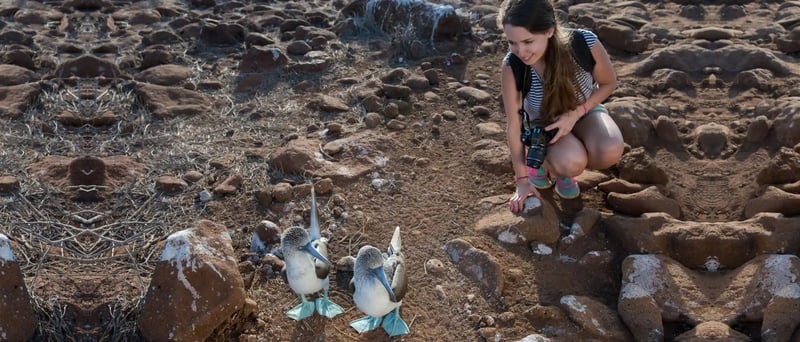 NewWeb-HB-islas-north-seymour-blue-two-footed-booby-tourist