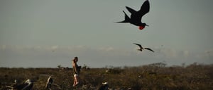 North Seymour in Galapagos Islands with tourist playing with a frigate