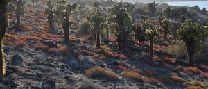 NewWeb-HB-islas-south-plaza-landscape
