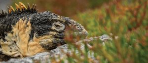 A Marine iguana´s close up