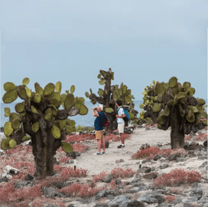 South Plaza Island in the Galapagos Islands