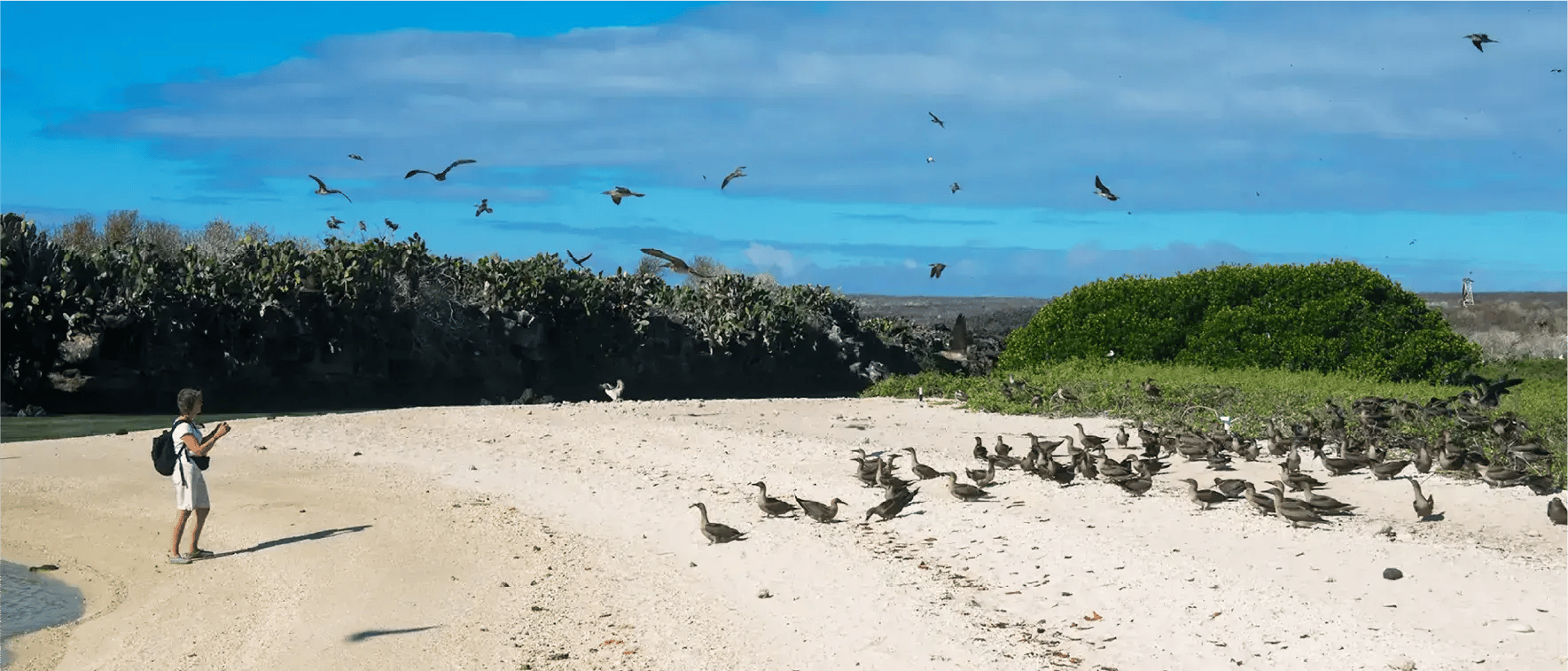 NewWeb-HB-islas-Genovesa-Gallery-1@2x