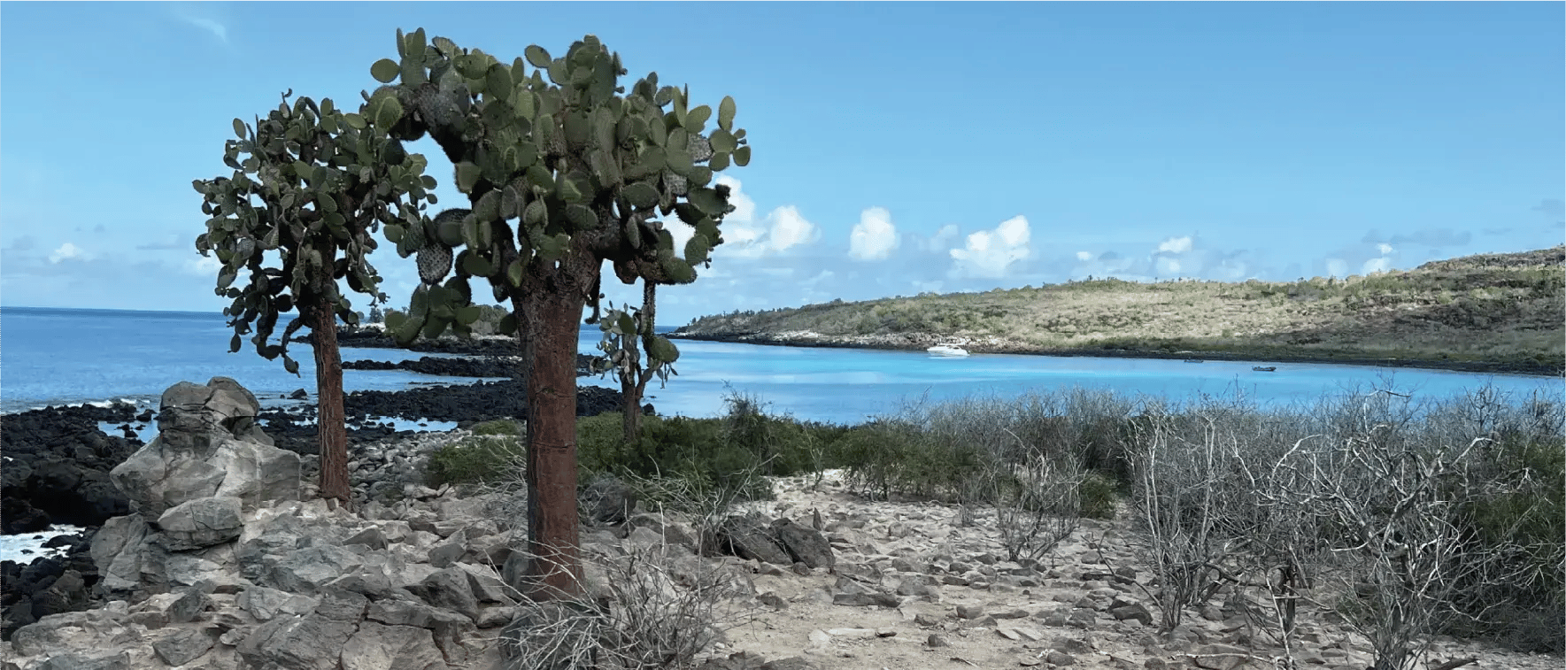 NewWeb-HB-islas-Santa-fe-opuntia-cactus-Gallery@2x