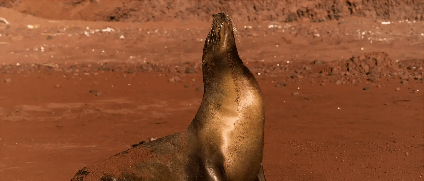 Galapagos Legend Itinerary North & West Expedition: Rabida Island