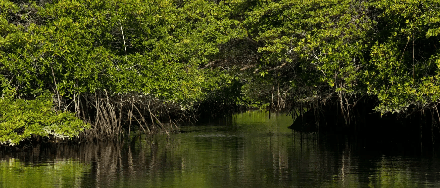 Galapagos Legend Itinerary North & West Expedition: Black Turtle Cove (Santa Cruz Island)