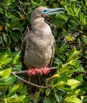 RED FOOTED BOOBY
