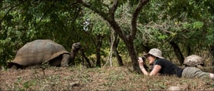 Tourist taken a picture of galapagos giant tortoise