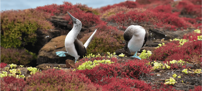 banner Blue Footed Booby-1