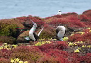 Two blue-footed boobies in a rocky, colorful habitat