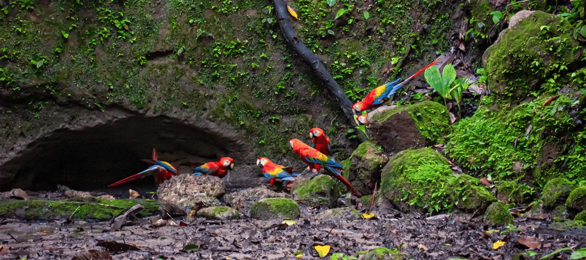 Bright red and blue scarlet macaws spotted in the Ecuadorian Amazon.