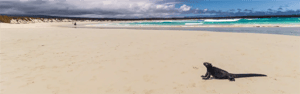 GO 7: Galapagos Cruise 5 days & Galapagos exploring 2 days- Galapagos Marine Iguana