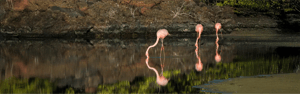 GO 7: Galapagos Cruise & Hopping - 5 days and 4 nights