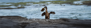 GO 7: Galapagos Cruise & Hopping 6 days - Flightless Cormorant
