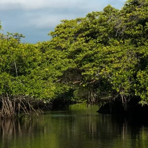 West Expedition (B) Coral Yachts: Black Turtle Cave