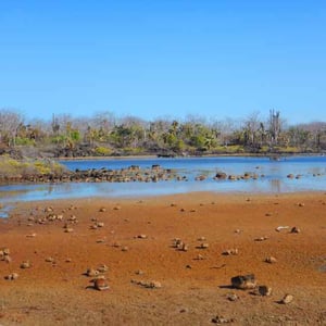 North Expedition (A) :Galapagos Legend Darwin Bay