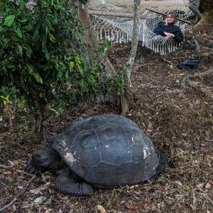 North Expedition (A) Galapagos Legend: Highlands