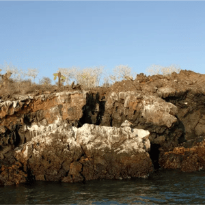 North Expeditions (A) Coral Yachts: Punta Carrion