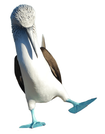 blue-footed-booby-1 blue-footed-booby-1