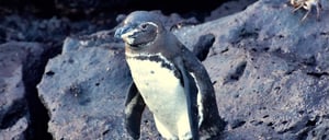 Galapagos Penguinl-Go Galapagos