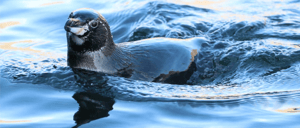 Galapagos Island: Galapagos Penguin swimminng