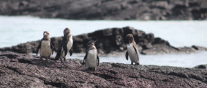 Galapagos Island: Group of penguins on a rock
