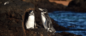 Galapagos Islands: Pair of Galapagos penguin