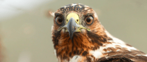 Landbirds- Galapagos aninalas: Galapagos Hawk