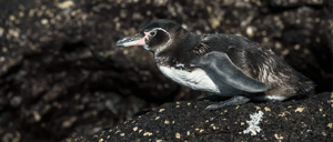 Galapagos Islands: Galapagos Penguin resting on the rock