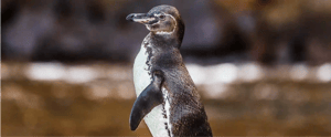 hero banner penguin