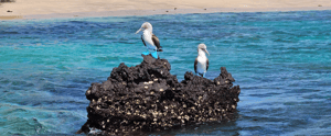 Sea birds - Blue footed booby