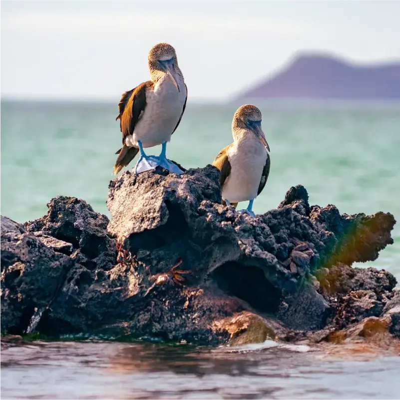 Best Time to Visit Galapagos in 2026 | Wildlife, Weather & Guide