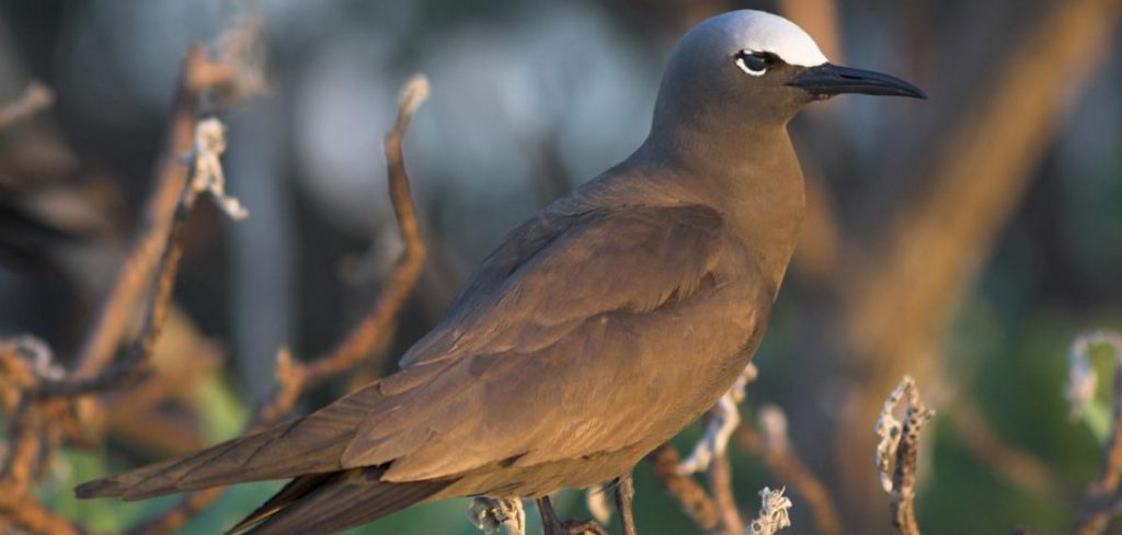 Brown Noddy Tern | Go Galapagos