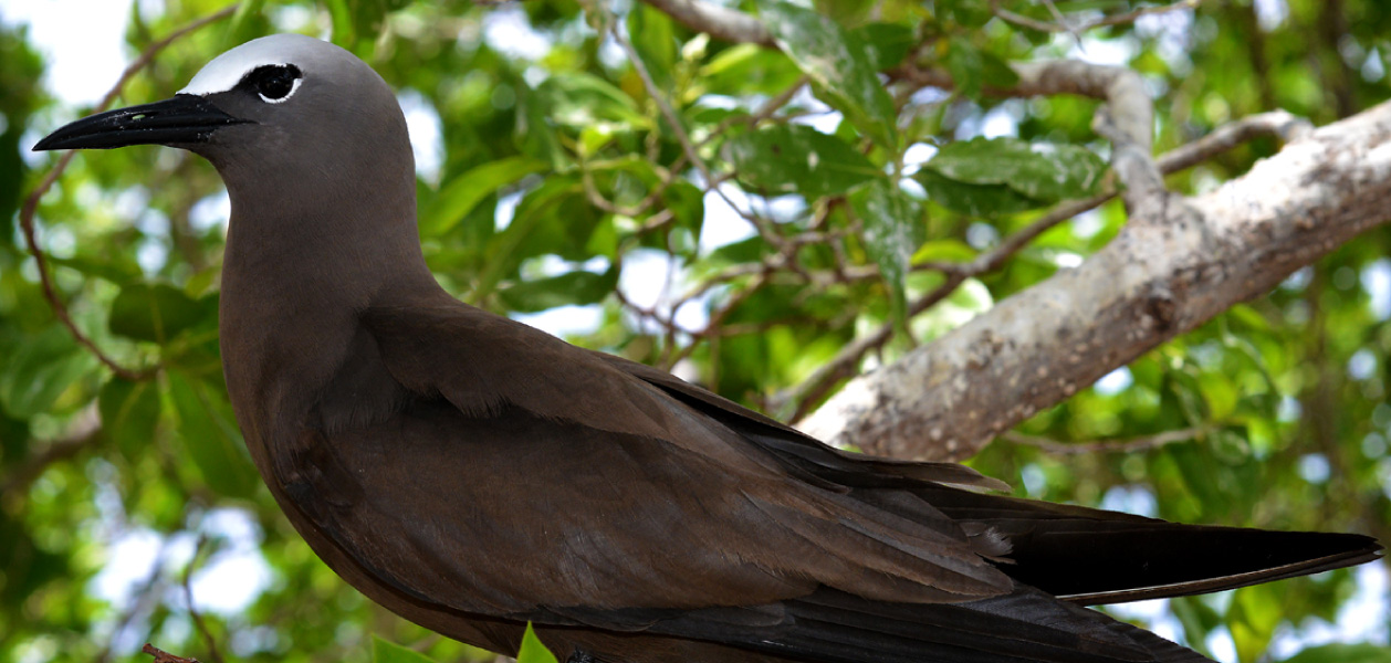 Brown Noddy Tern | Go Galapagos