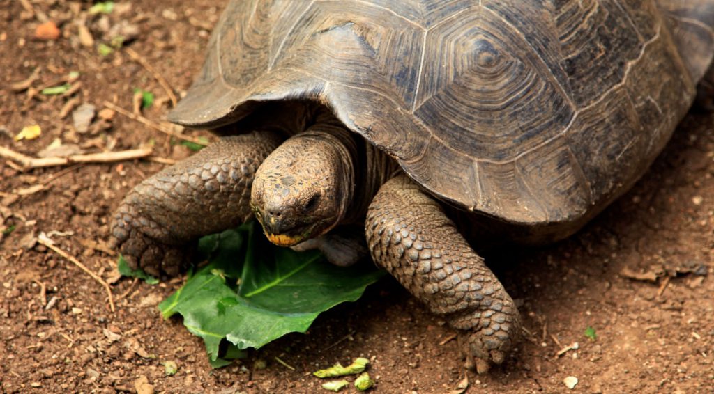 Cerro Colorado Tortoise Reserve | Go Galapagos