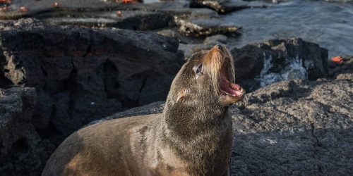 Fur Seal | Go Galapagos