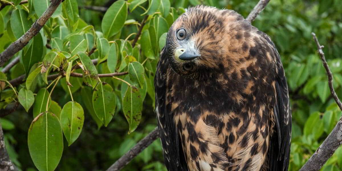 Galapagos Hawk | Go Galapagos