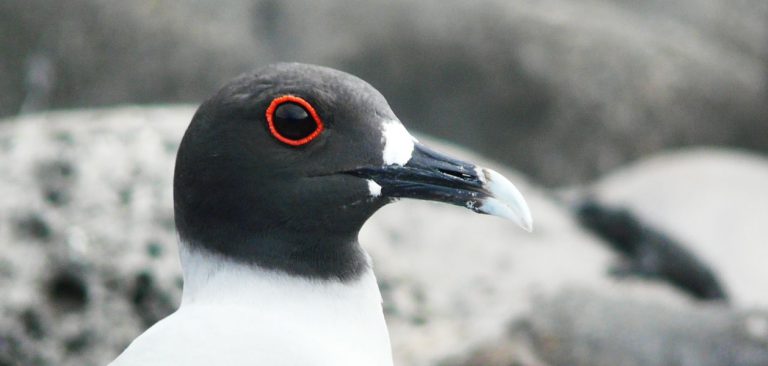 Profile Swallow-tailed Gull close up of the eye in Galapagos Islands,
