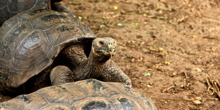 Endemic Galapagos Giant Tortoise. South America - Ecuador