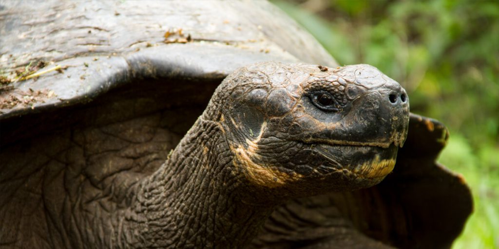 Giant Tortoise - Lonesome George | Go Galapagos