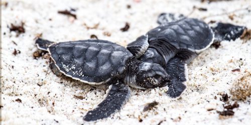 Galapagos Green Sea Turtle | Go Galapagos