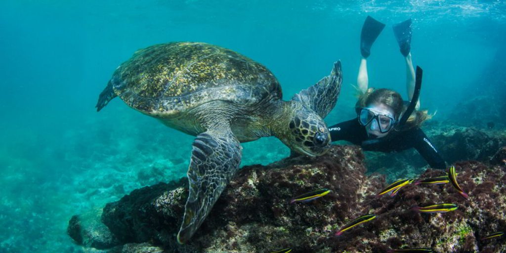 Galapagos Green Sea Turtle | Go Galapagos