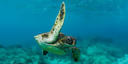 Galapagos Green Sea Turtle | Go Galapagos