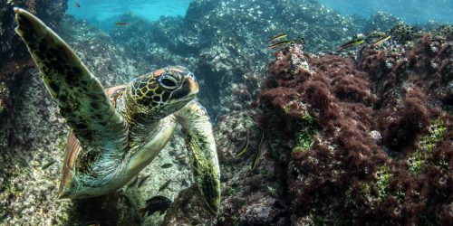 Galapagos Green Sea Turtle | Go Galapagos