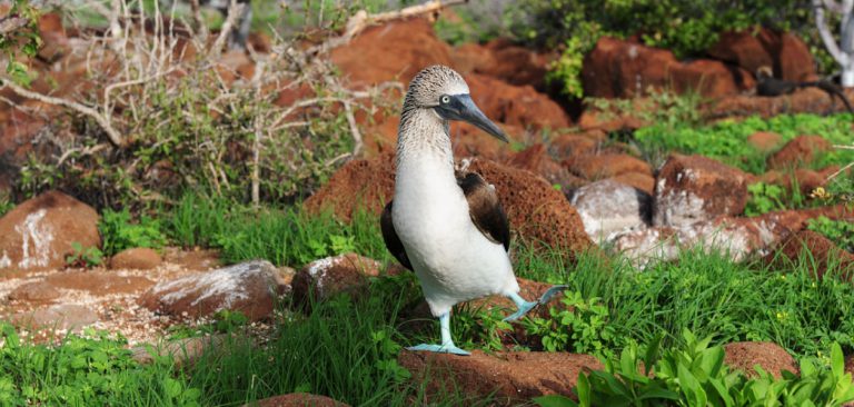 Blue-Footed Booby - Who Dreams Up These Names? • Travel Tales of Life
